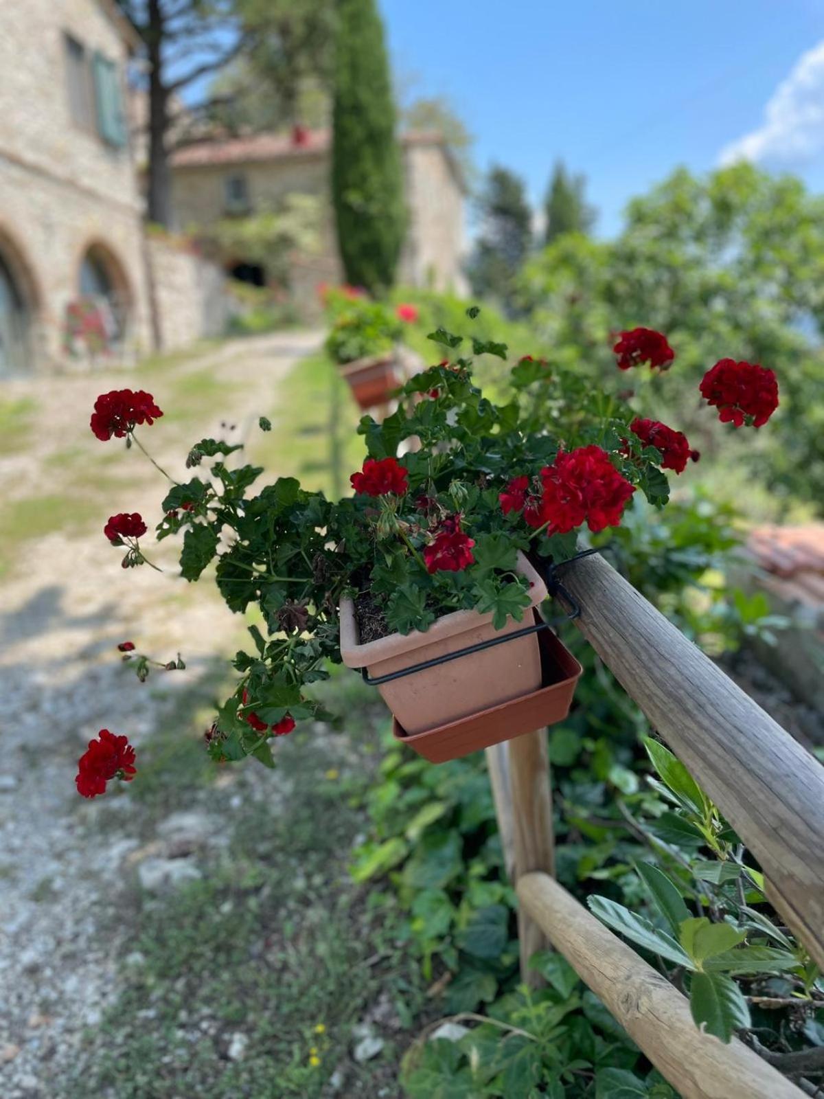 Casa Degli Ulivi - Cottage With Swimming Pool Castellina in Chianti Dış mekan fotoğraf